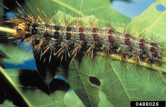 Spongy Moth Caterpillar