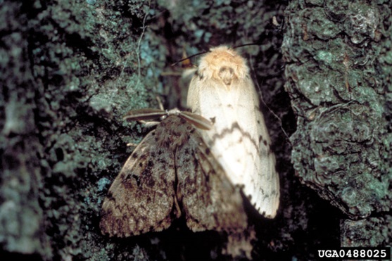 Spongy Moth Adults