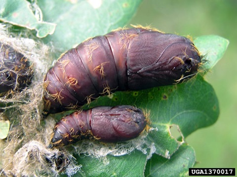 Spongy Moth Pupa