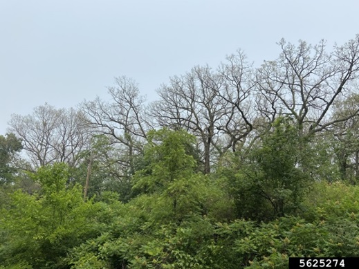 Spongy Moth Defoliation