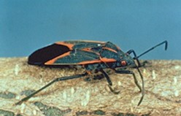 boxelder bug