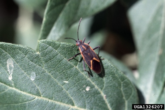 Boxelder bug on boxelder tree leaf.  