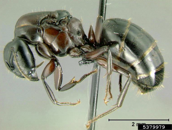 Carpenter Ant