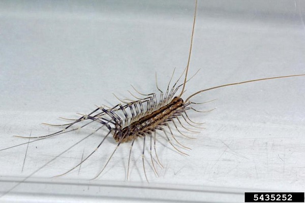 house centipede