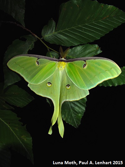 Luna Moth